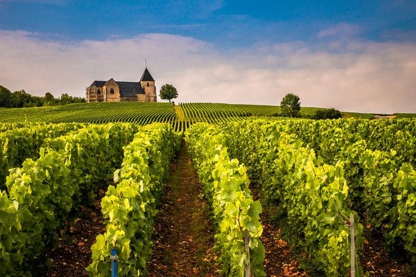 Comment organiser une visite des vignobles de la région de Bordeaux, France?